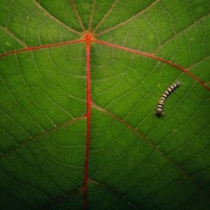 夢占い 夢の中に毛虫が出てきた時のメッセージを解読