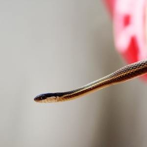 夢占い 夢の中に赤い蛇が出てきた時のメッセージを解読