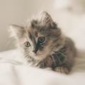 Small 5cf5acac a036 4c68 a2d6 73df6b60a068